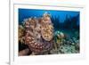 Reef Octopus (Octopus Cyanea) Portrait Near Wreck. Gubal Island, Egypt. Red Sea-Alex Mustard-Framed Photographic Print