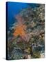 Reef Scape in the Solomon Islands Showing Various Corals-Stocktrek Images-Stretched Canvas