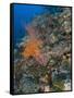 Reef Scape in the Solomon Islands Showing Various Corals-Stocktrek Images-Framed Stretched Canvas