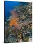 Reef Scape in the Solomon Islands Showing Various Corals-Stocktrek Images-Stretched Canvas