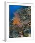Reef Scape in the Solomon Islands Showing Various Corals-Stocktrek Images-Framed Premium Photographic Print