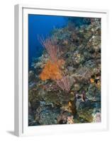 Reef Scape in the Solomon Islands Showing Various Corals-Stocktrek Images-Framed Premium Photographic Print