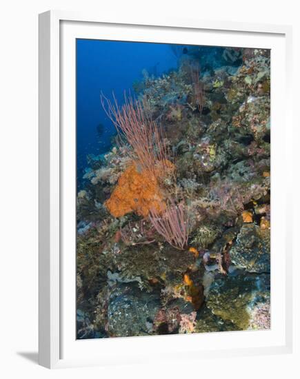 Reef Scape in the Solomon Islands Showing Various Corals-Stocktrek Images-Framed Premium Photographic Print
