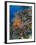 Reef Scape in the Solomon Islands Showing Various Corals-Stocktrek Images-Framed Premium Photographic Print