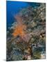 Reef Scape in the Solomon Islands Showing Various Corals-Stocktrek Images-Mounted Premium Photographic Print