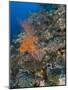 Reef Scape in the Solomon Islands Showing Various Corals-Stocktrek Images-Mounted Photographic Print