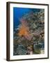 Reef Scape in the Solomon Islands Showing Various Corals-Stocktrek Images-Framed Photographic Print