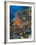 Reef Scape in the Solomon Islands Showing Various Corals-Stocktrek Images-Framed Photographic Print