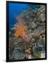 Reef Scape in the Solomon Islands Showing Various Corals-Stocktrek Images-Framed Photographic Print