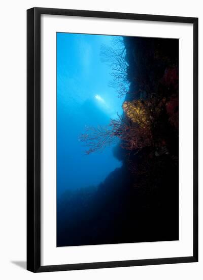 Reef Scene, Dominica, West Indies, Caribbean, Central America-Lisa Collins-Framed Photographic Print