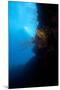 Reef Scene, Dominica, West Indies, Caribbean, Central America-Lisa Collins-Mounted Photographic Print