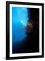 Reef Scene, Dominica, West Indies, Caribbean, Central America-Lisa Collins-Framed Photographic Print