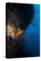 Reef Scene, Dominica, West Indies, Caribbean, Central America-Lisa Collins-Stretched Canvas