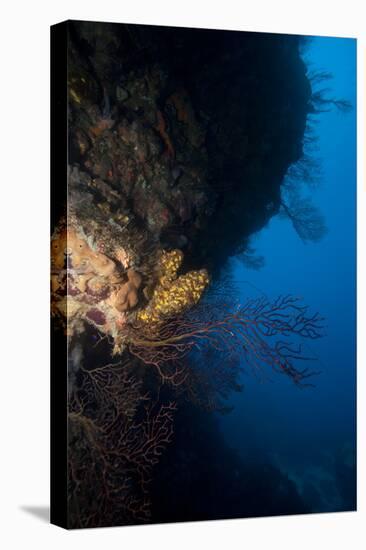 Reef Scene, Dominica, West Indies, Caribbean, Central America-Lisa Collins-Stretched Canvas