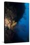 Reef Scene, Dominica, West Indies, Caribbean, Central America-Lisa Collins-Stretched Canvas