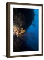 Reef Scene, Dominica, West Indies, Caribbean, Central America-Lisa Collins-Framed Photographic Print