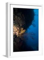 Reef Scene, Dominica, West Indies, Caribbean, Central America-Lisa Collins-Framed Photographic Print