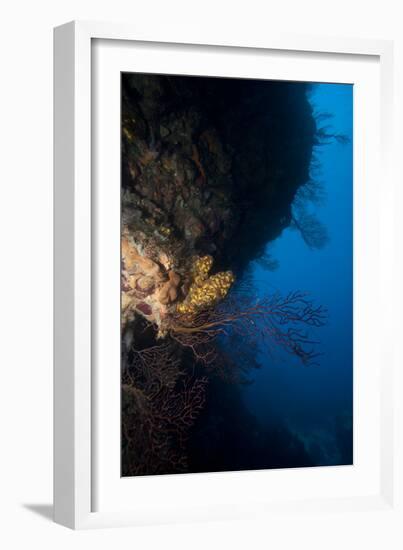 Reef Scene, Dominica, West Indies, Caribbean, Central America-Lisa Collins-Framed Photographic Print