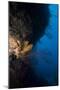 Reef Scene, Dominica, West Indies, Caribbean, Central America-Lisa Collins-Mounted Photographic Print