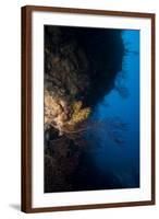 Reef Scene, Dominica, West Indies, Caribbean, Central America-Lisa Collins-Framed Photographic Print