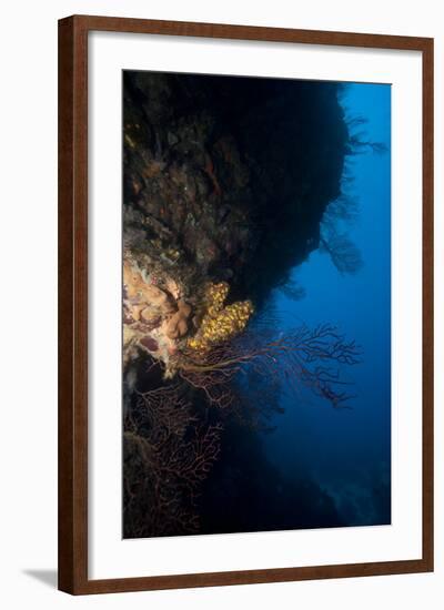 Reef Scene, Dominica, West Indies, Caribbean, Central America-Lisa Collins-Framed Photographic Print