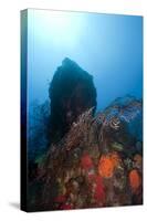 Reef Scene, Dominica, West Indies, Caribbean, Central America-Lisa Collins-Stretched Canvas