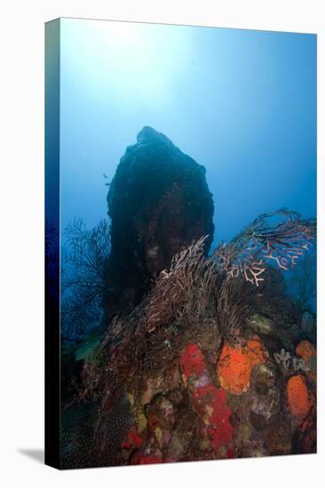 Reef Scene, Dominica, West Indies, Caribbean, Central America-Lisa Collins-Stretched Canvas