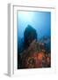 Reef Scene, Dominica, West Indies, Caribbean, Central America-Lisa Collins-Framed Photographic Print