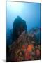 Reef Scene, Dominica, West Indies, Caribbean, Central America-Lisa Collins-Mounted Photographic Print