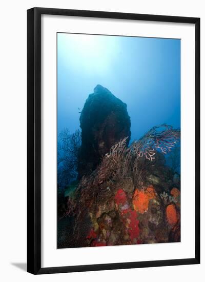 Reef Scene, Dominica, West Indies, Caribbean, Central America-Lisa Collins-Framed Photographic Print