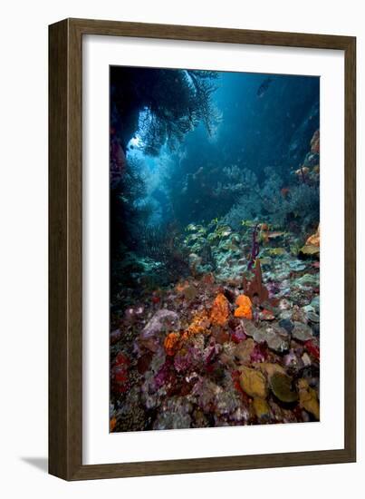 Reef Scene, Dominica, West Indies, Caribbean, Central America-Lisa Collins-Framed Photographic Print