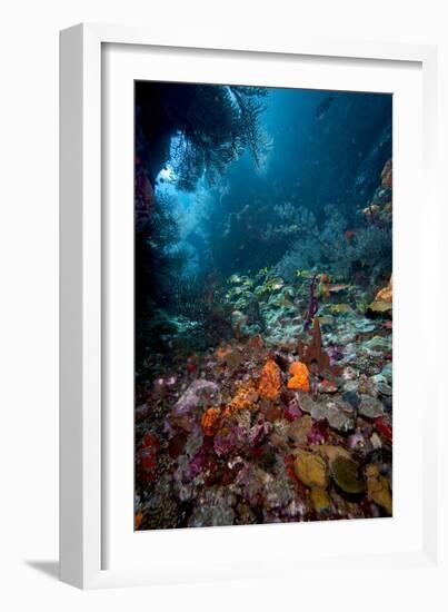 Reef Scene, Dominica, West Indies, Caribbean, Central America-Lisa Collins-Framed Photographic Print