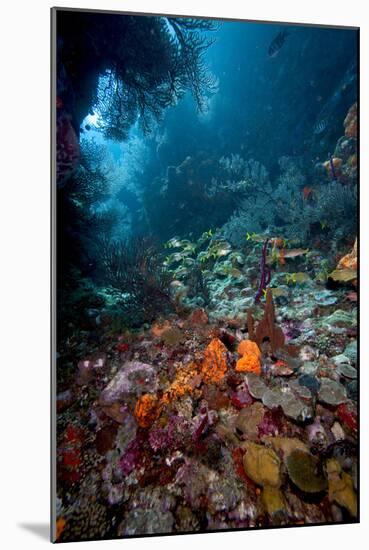 Reef Scene, Dominica, West Indies, Caribbean, Central America-Lisa Collins-Mounted Photographic Print