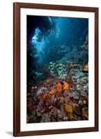 Reef Scene, Dominica, West Indies, Caribbean, Central America-Lisa Collins-Framed Photographic Print