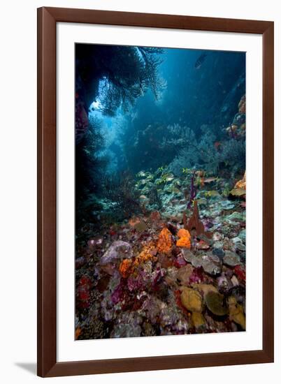 Reef Scene, Dominica, West Indies, Caribbean, Central America-Lisa Collins-Framed Photographic Print