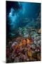 Reef Scene, Dominica, West Indies, Caribbean, Central America-Lisa Collins-Mounted Photographic Print