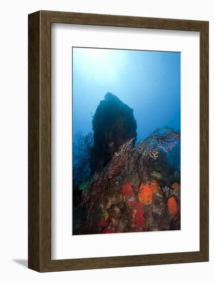 Reef Scene, Dominica, West Indies, Caribbean, Central America-Lisa Collins-Framed Photographic Print