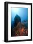 Reef Scene, Dominica, West Indies, Caribbean, Central America-Lisa Collins-Framed Photographic Print