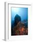 Reef Scene, Dominica, West Indies, Caribbean, Central America-Lisa Collins-Framed Photographic Print