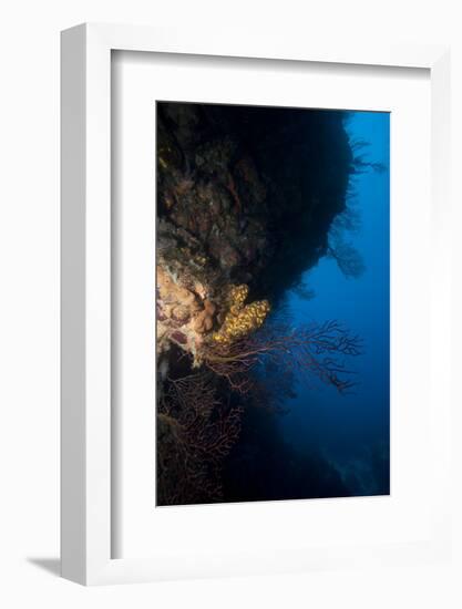 Reef Scene, Dominica, West Indies, Caribbean, Central America-Lisa Collins-Framed Photographic Print