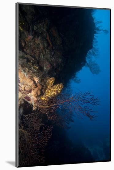 Reef Scene, Dominica, West Indies, Caribbean, Central America-Lisa Collins-Mounted Photographic Print