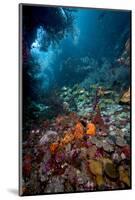 Reef Scene, Dominica, West Indies, Caribbean, Central America-Lisa Collins-Mounted Photographic Print