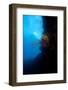 Reef Scene, Dominica, West Indies, Caribbean, Central America-Lisa Collins-Framed Photographic Print