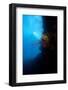 Reef Scene, Dominica, West Indies, Caribbean, Central America-Lisa Collins-Framed Photographic Print