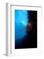 Reef Scene, Dominica, West Indies, Caribbean, Central America-Lisa Collins-Framed Photographic Print