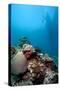 Reef Scene, Komodo, Indonesia, Southeast Asia, Asia-Lisa Collins-Stretched Canvas