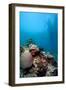 Reef Scene, Komodo, Indonesia, Southeast Asia, Asia-Lisa Collins-Framed Photographic Print