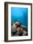 Reef Scene, Komodo, Indonesia, Southeast Asia, Asia-Lisa Collins-Framed Photographic Print