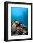 Reef Scene, Komodo, Indonesia, Southeast Asia, Asia-Lisa Collins-Framed Photographic Print