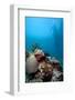 Reef Scene, Komodo, Indonesia, Southeast Asia, Asia-Lisa Collins-Framed Photographic Print